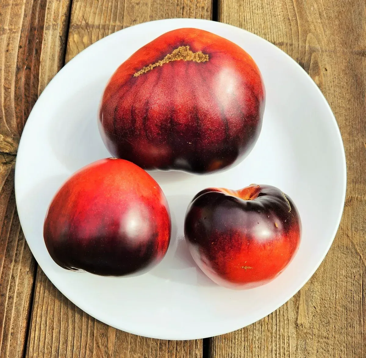 Tomate Sgt. Pepper's