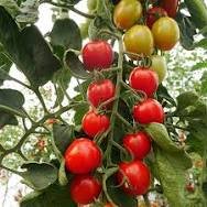 Tomate cocktail rouge
