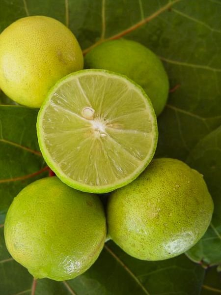 Citronnier vert (ou Limetier)