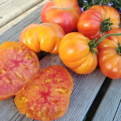 Tomate Mennonite (German Gold)
