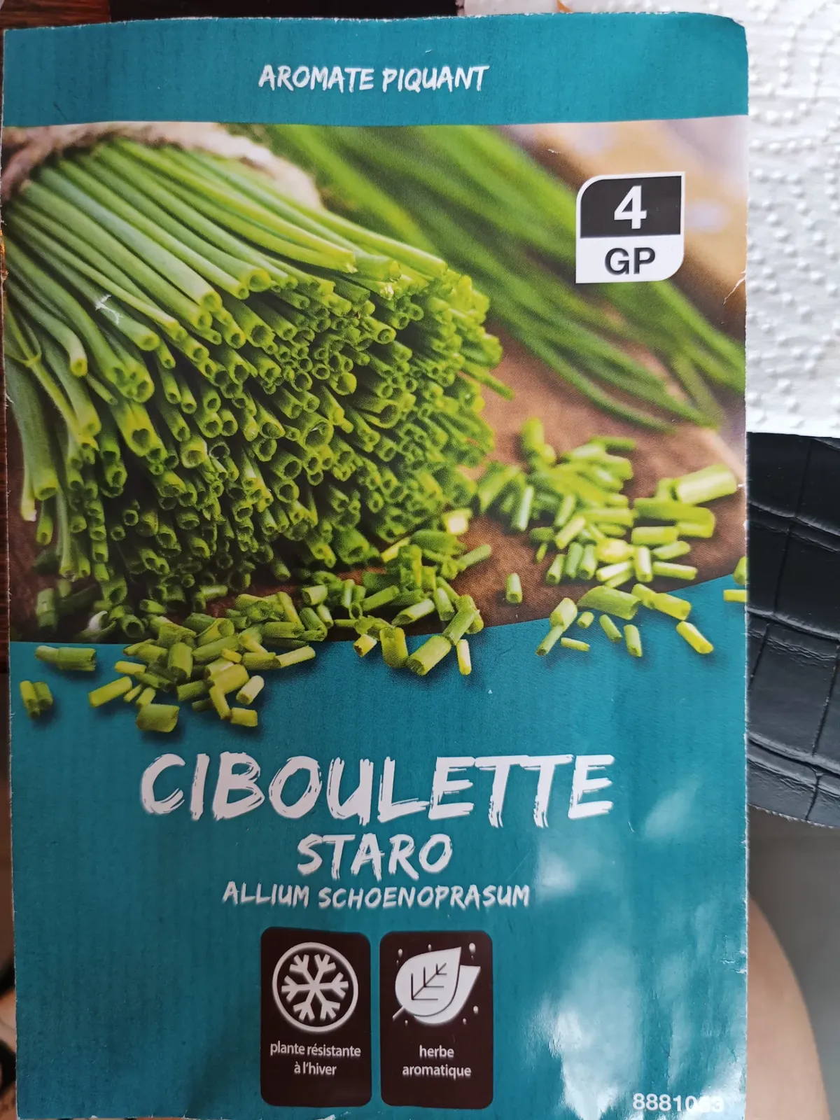 Ciboulette 'Staro'