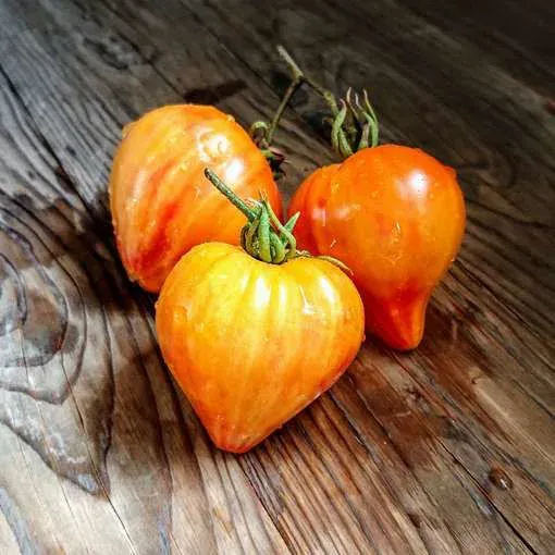 Tomate Desdemona's Heart