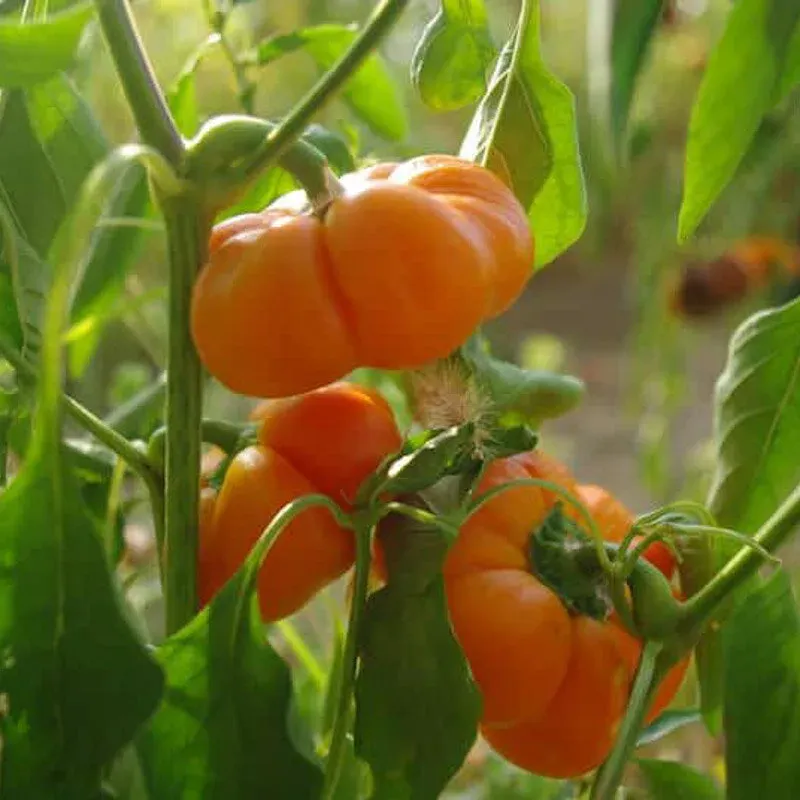 Poivron Mandarine