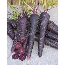 Carotte 'Deep Purple' F1 longue