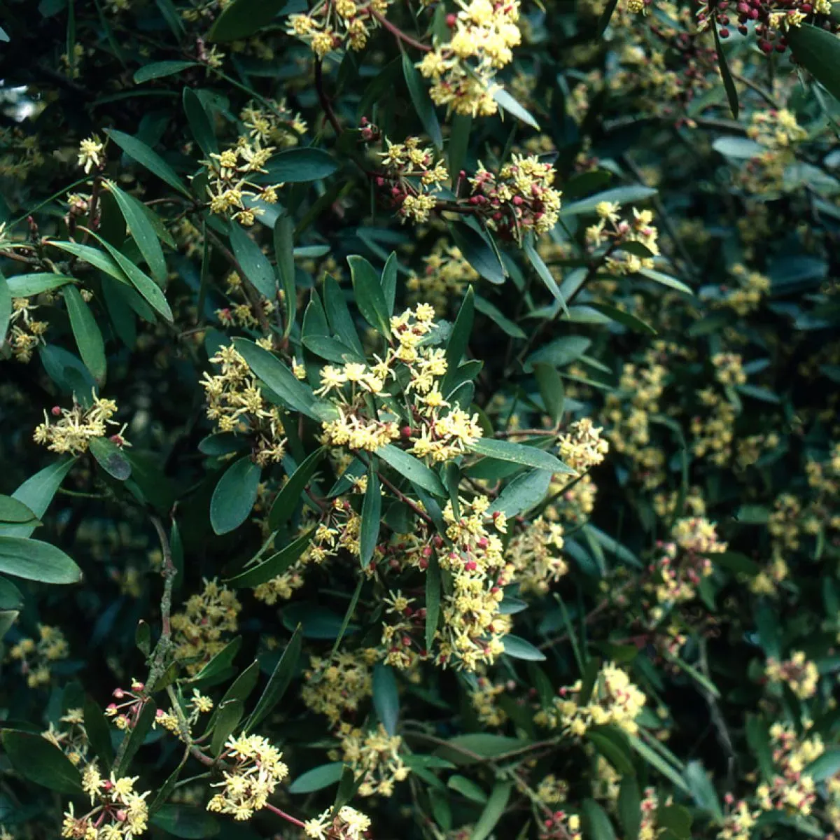 Poivrier de Tasmanie