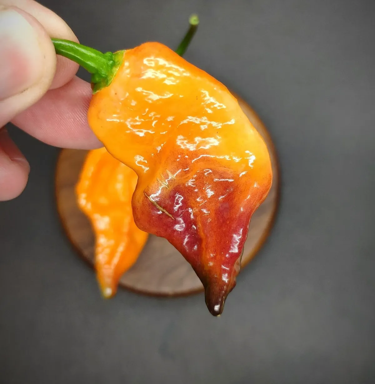 Piment Orange Dream