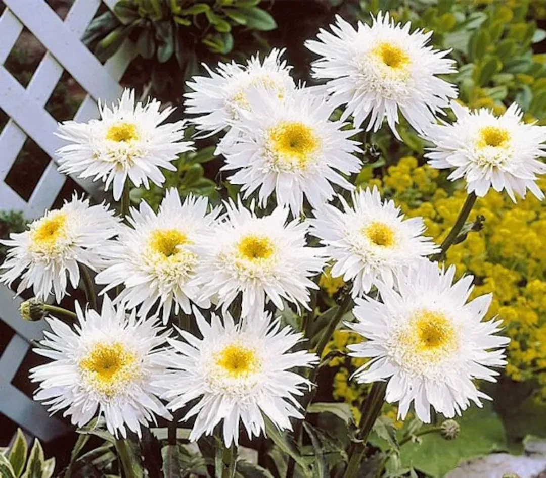 Marguerite 'Crazy Daisy'