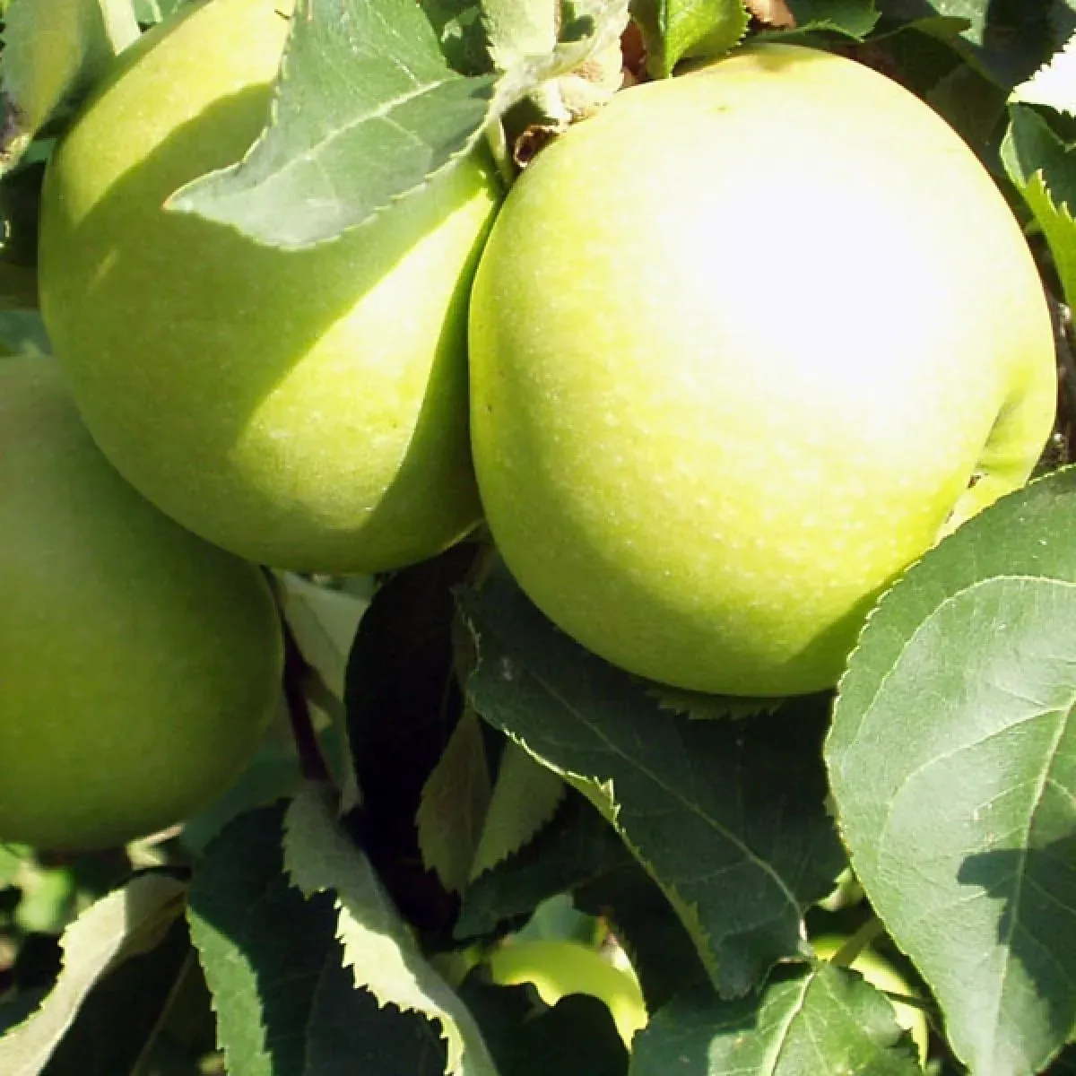 Pommier Golden Delicious