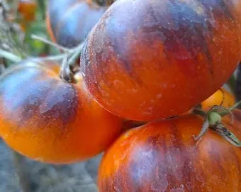 Tomate Ananas bleu