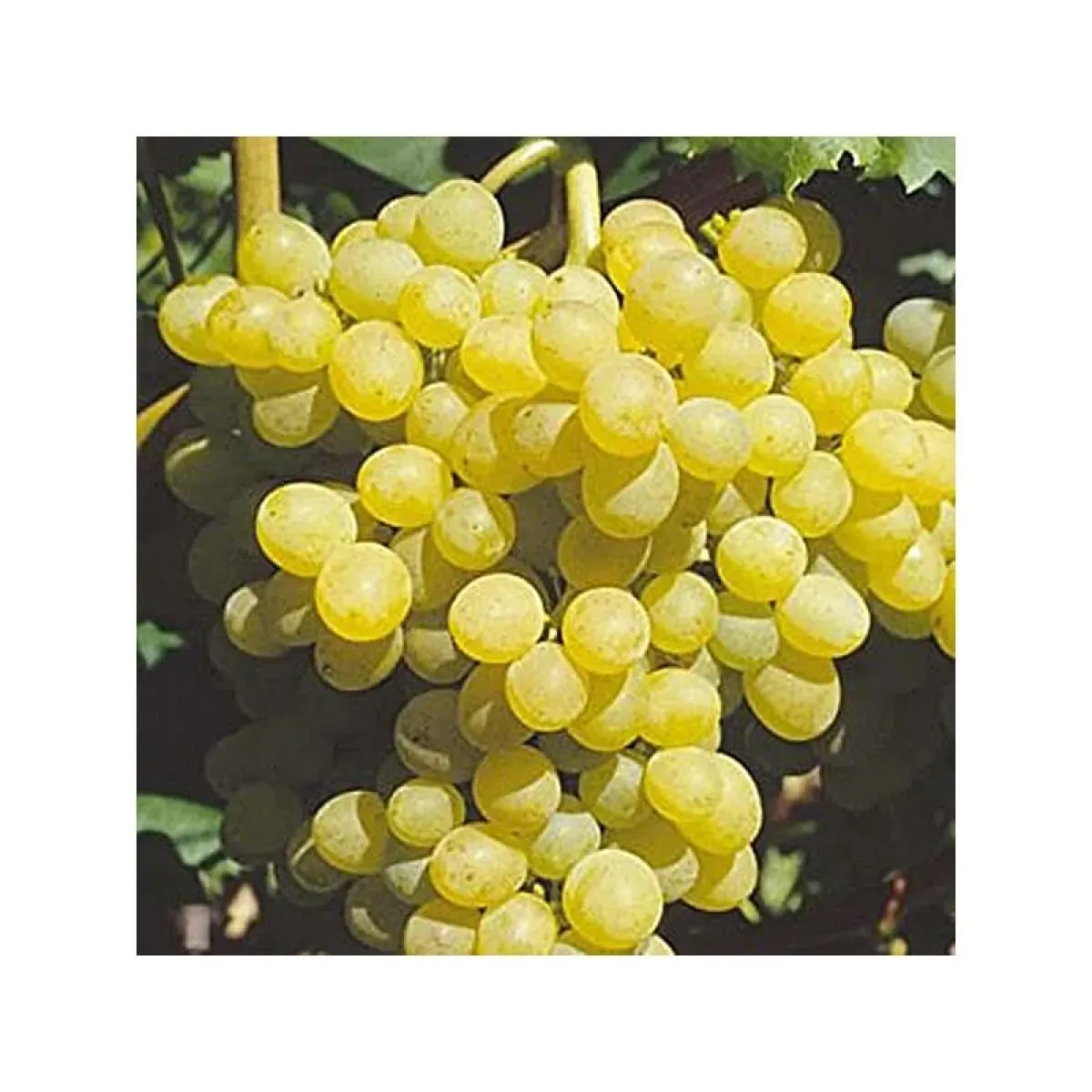 Vigne de table Palatina (Palatinat)