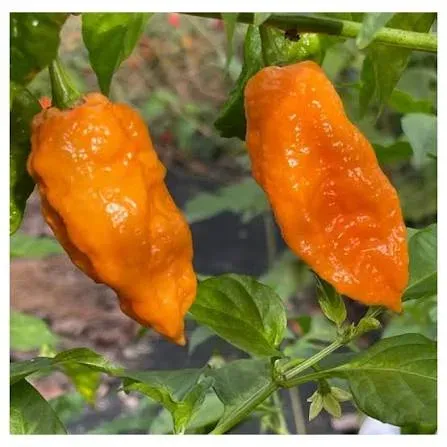Piment Ghost Yaki Orange