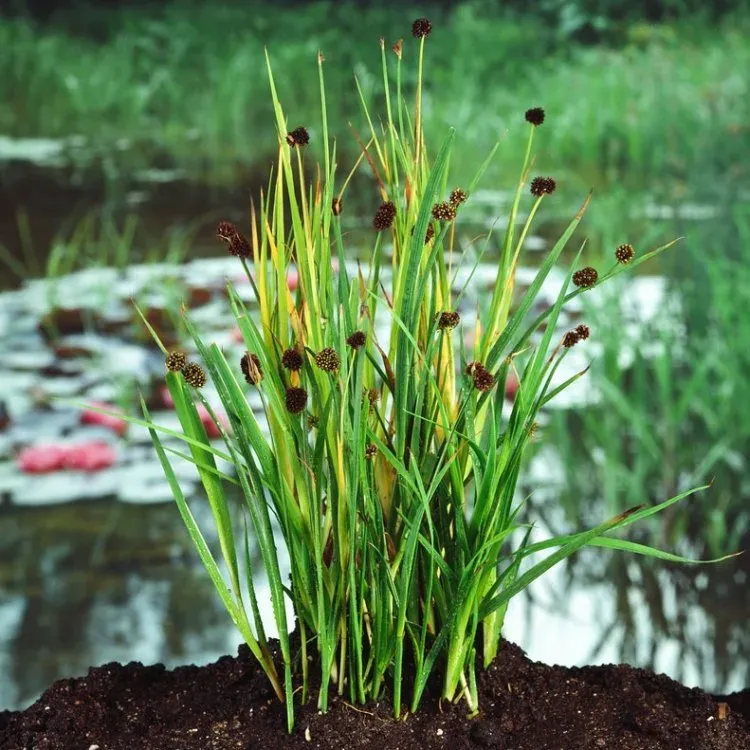 Jonc à feuilles d'épée (Juncus ensifolius)