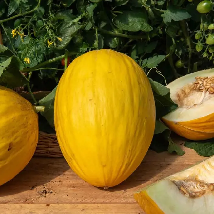 Melon Jaune Canari 3 ovale