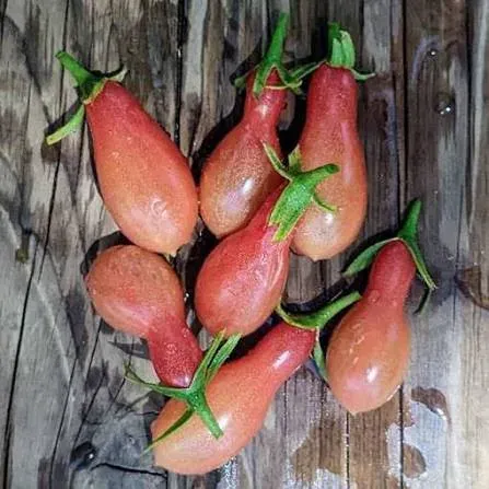 Tomate cerise Elf Tears