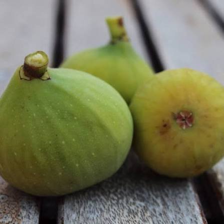 Figuier de Marseille ('Marseillaise')