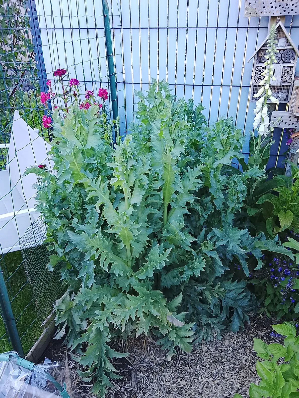 Pavot tête de pivoine