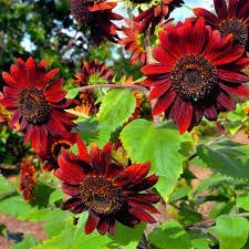 Tournesol Red Sun
