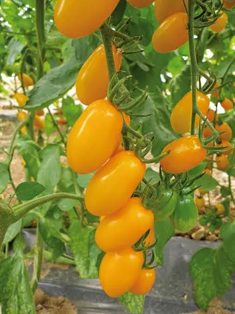 Tomate cerise jaune allongée (Datte Jaune)