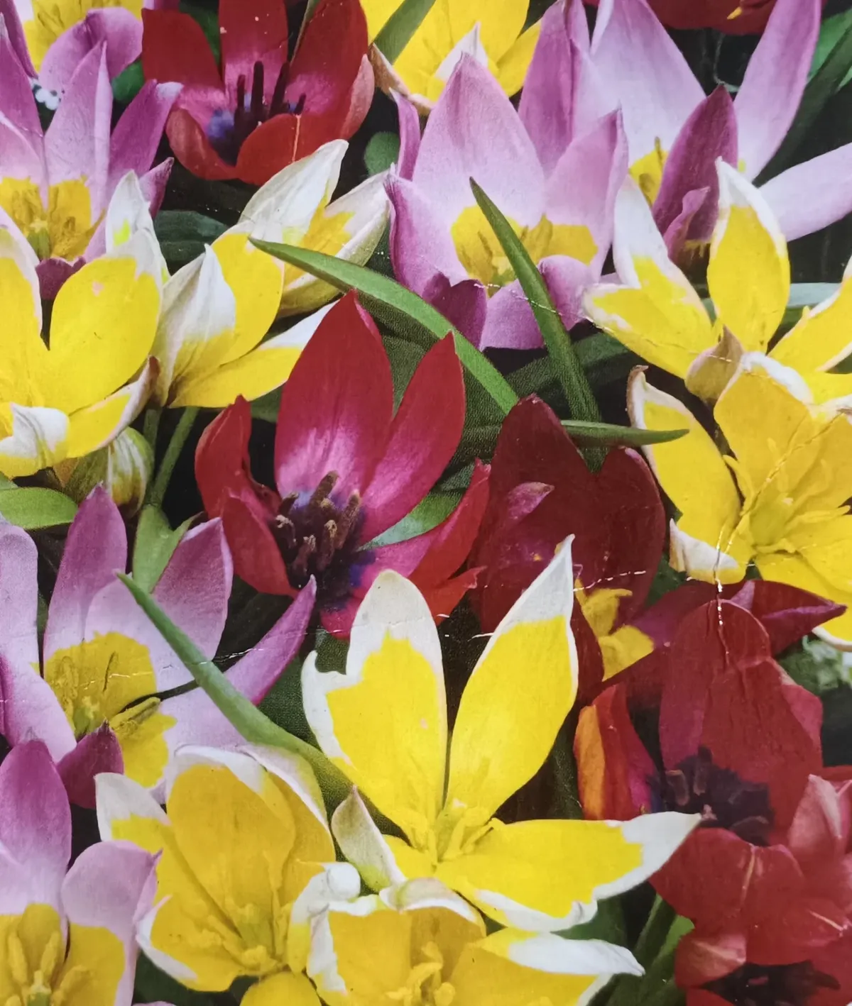 Tulipe botanique "Mélange"