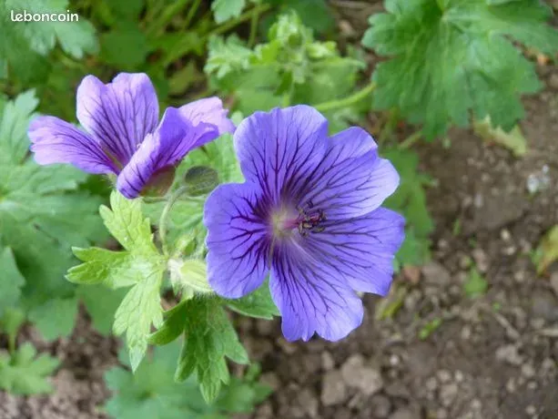 Géranium vivace