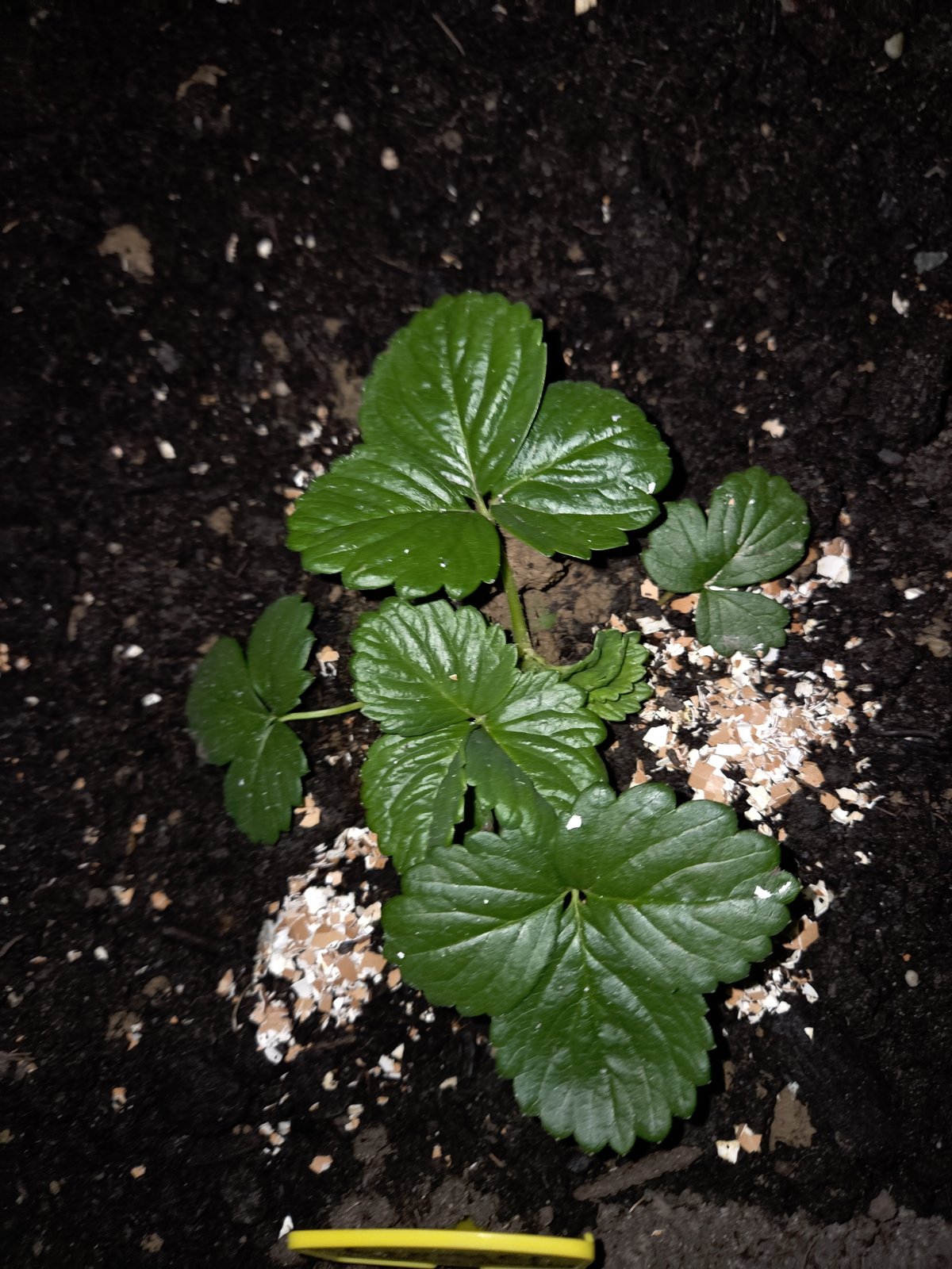 Fraisier à fleurs doubles