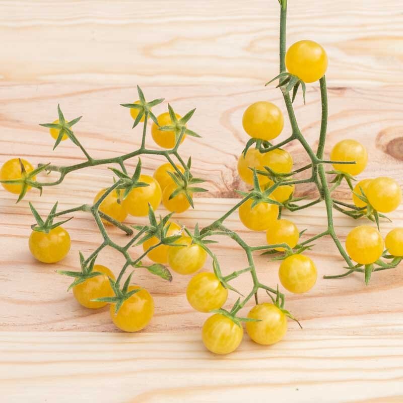 Tomate Cerise Champagne (ou White Champagne)