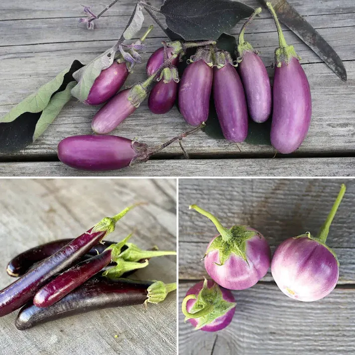 Aubergines en mélange