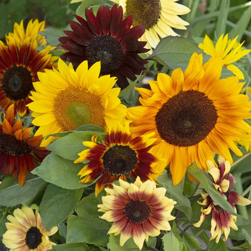 Tournesol Sinfonie (Mélange)