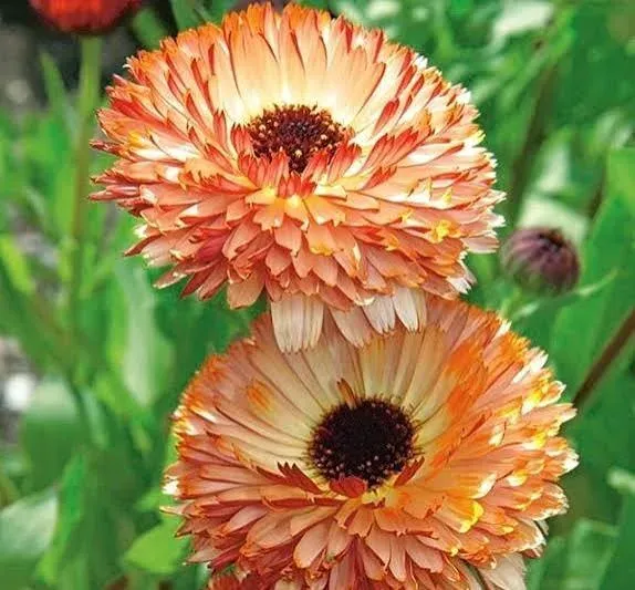 Souci 'Sunset Buff'
