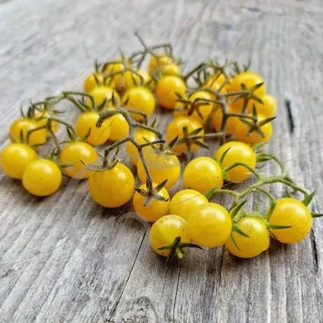Tomate Cerise 'Champagne'