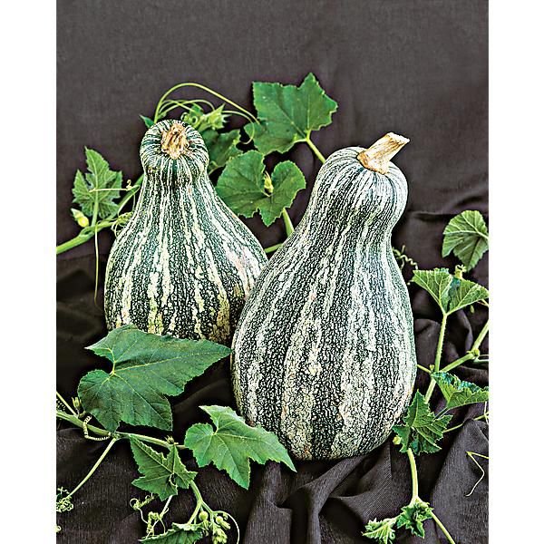 Courge cushaw