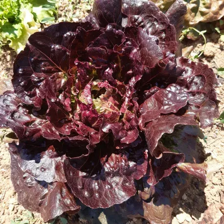 Laitue Batavia Florinered