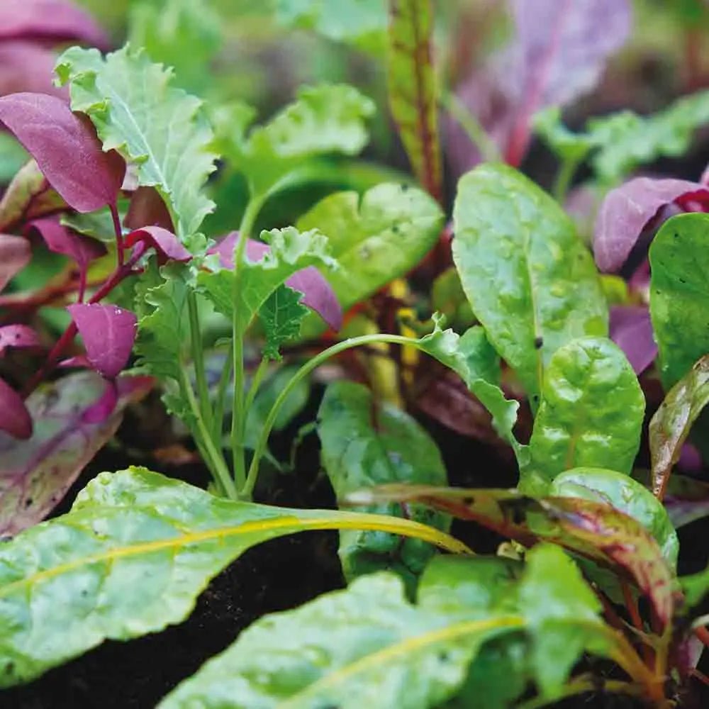Mélange Jeunes Pousses 'Rainbow Smoothie'