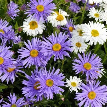Aster des Alpes