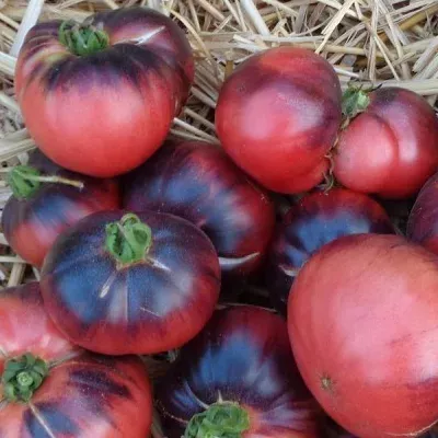 Tomate Indigo Blue Beauty