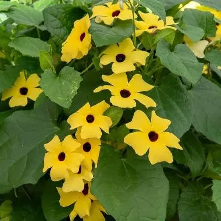 Thunbergia (Suzanne aux yeux noirs)