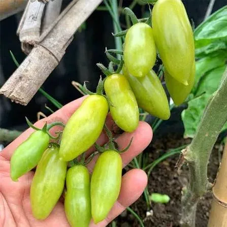 Tomate Dancing Finger