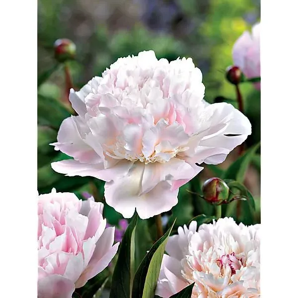 Pivoine de Chine (Lactiflora)