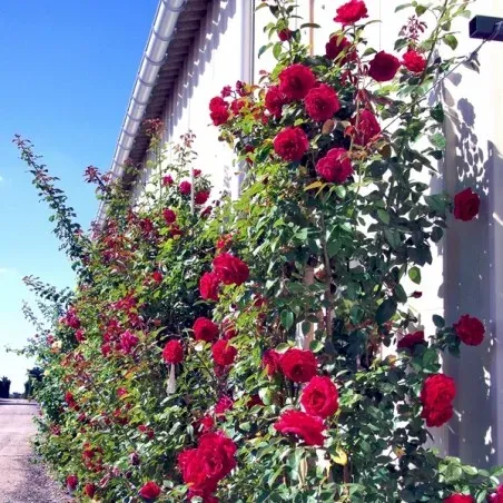Rosier grimpant 'Le Grand Huit'