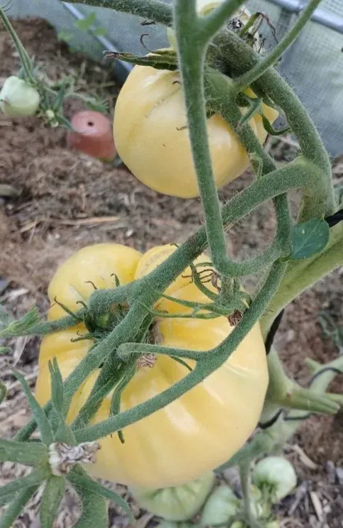 Tomate Cœur de Bœuf Blanche