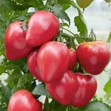 Tomate Hungarian Heart