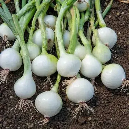 Oignon blanc de Rebouillon