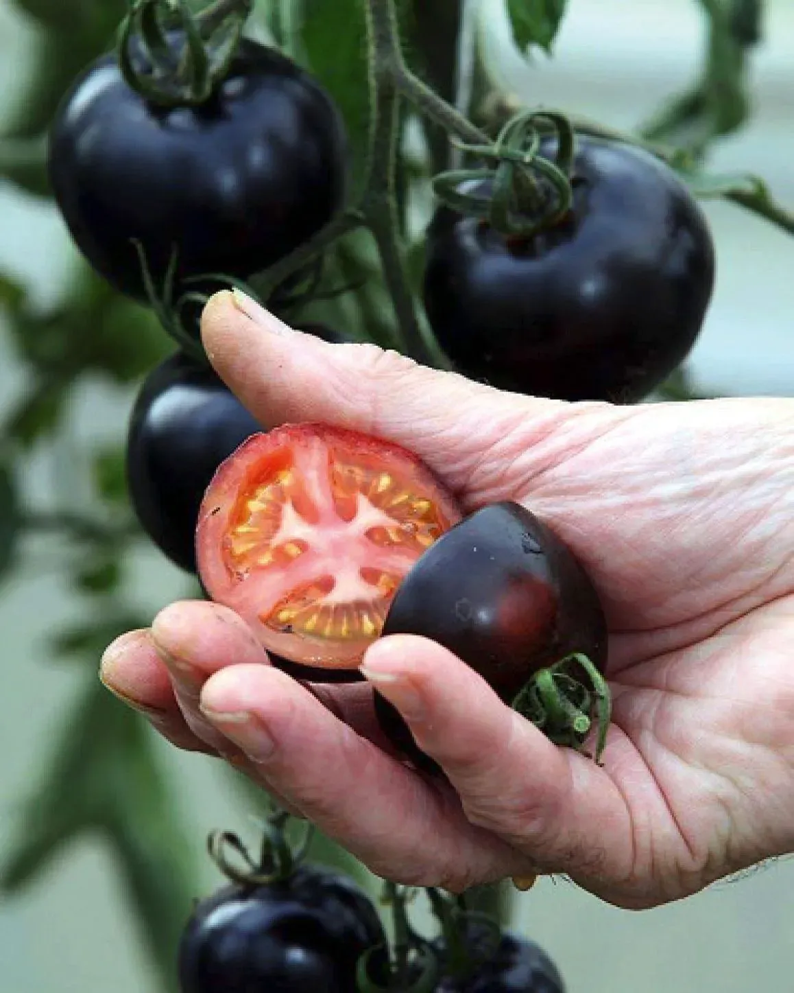 Tomate Kumato