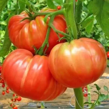 Tomate Belmonte