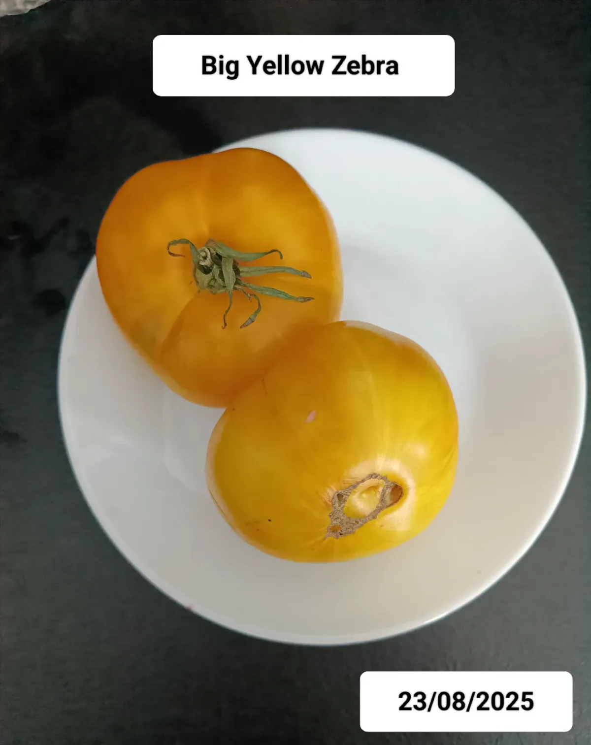 Tomate Big Yellow Zebra