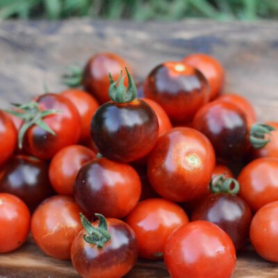 Tomate-Cerise Indigo Blue Tears
