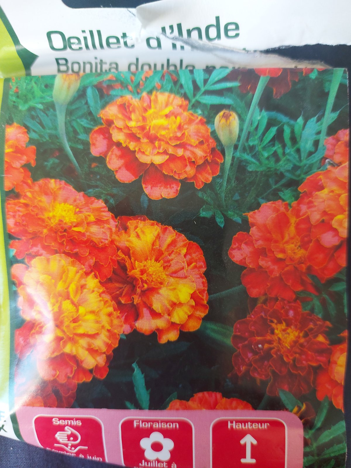 Œillet d'inde Bonita double