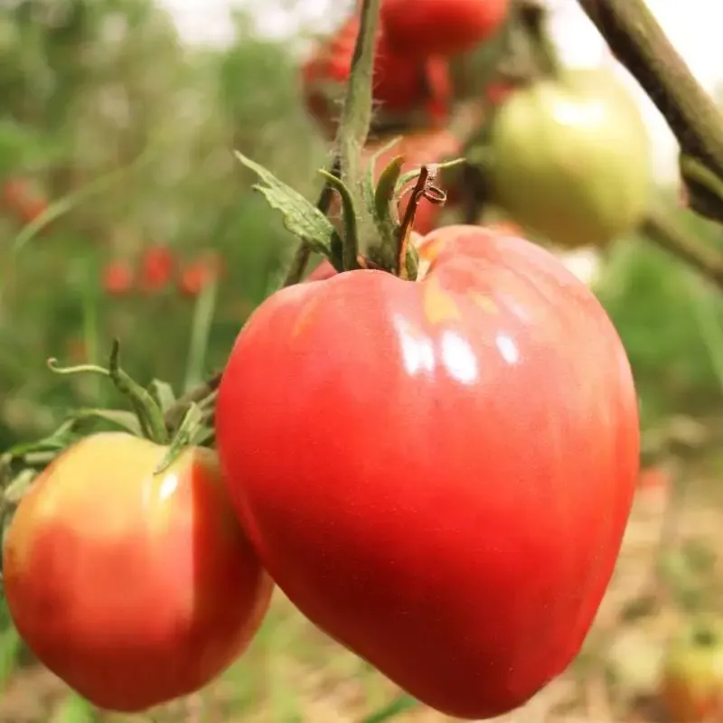 Tomate Coração de Boi de Portugal