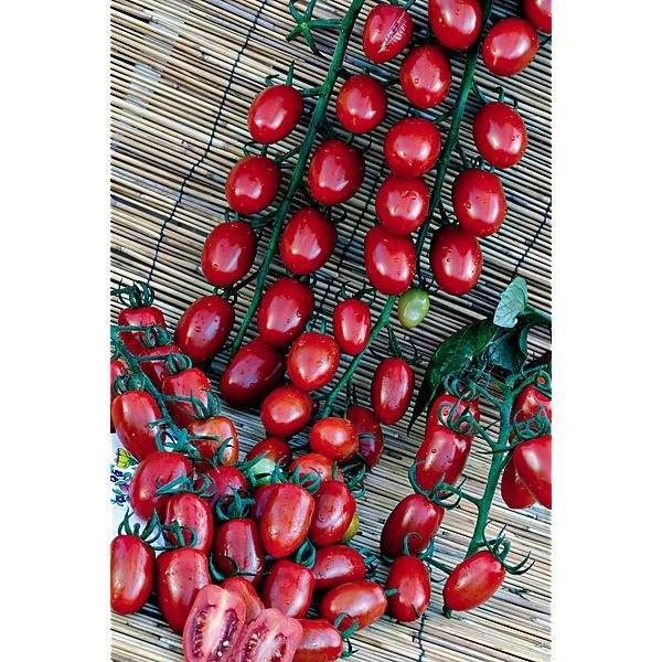 Tomate cocktail Sorbetto