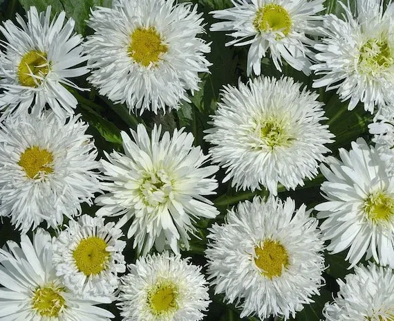 Marguerite 'Crazy Daisy' (Chrysanthème maximum)
